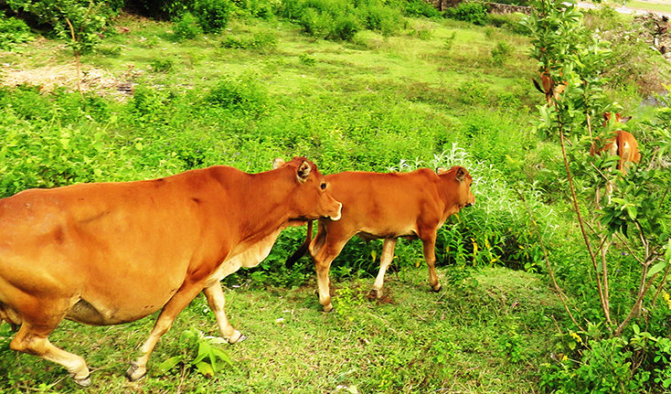 Ngôi làng được mệnh danh là làng buôn trâu bò “xuyên Việt”